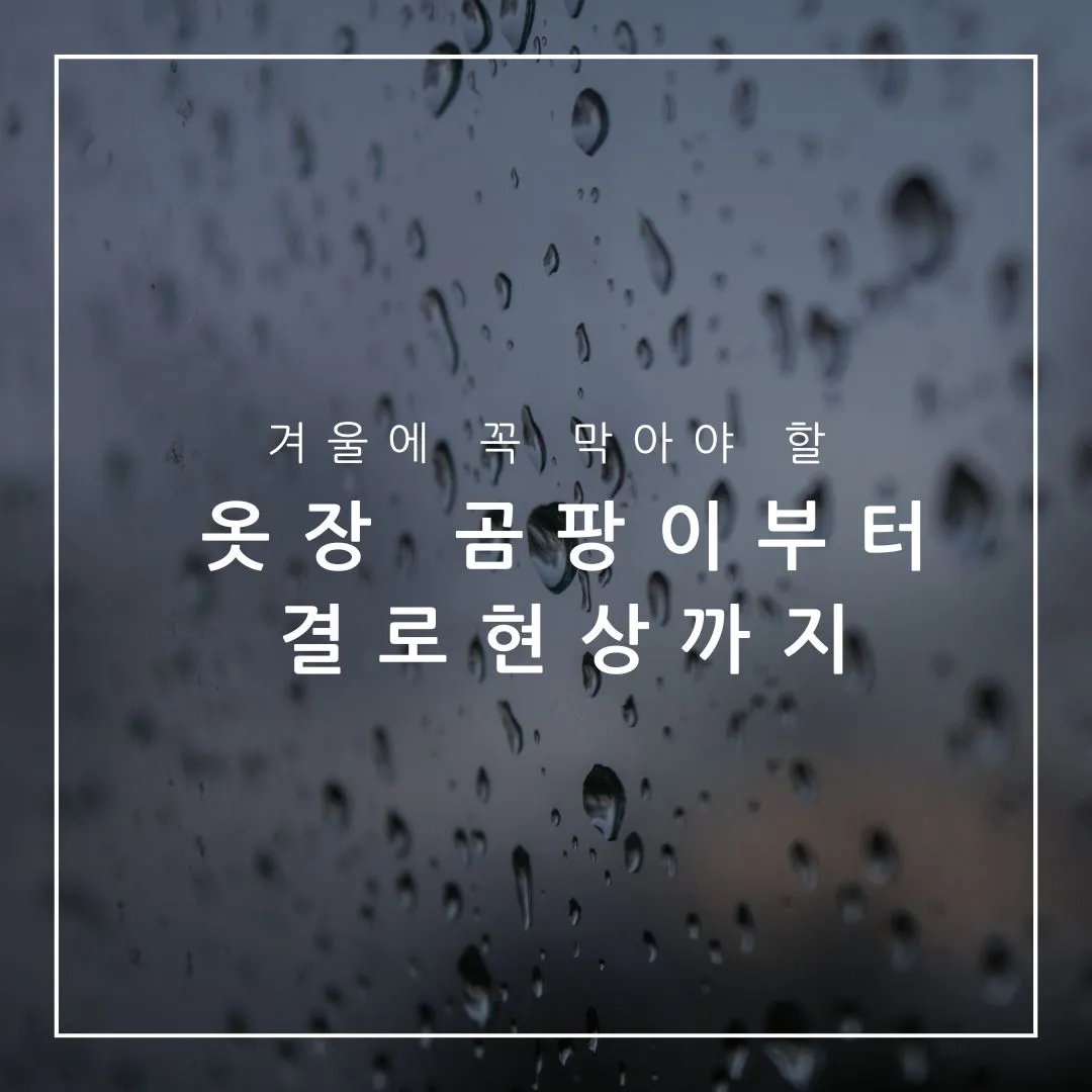 겨울철 곰팡이의 습격! 자주 안 여는 옷장 곰팡이 예방부터 결로현상까지