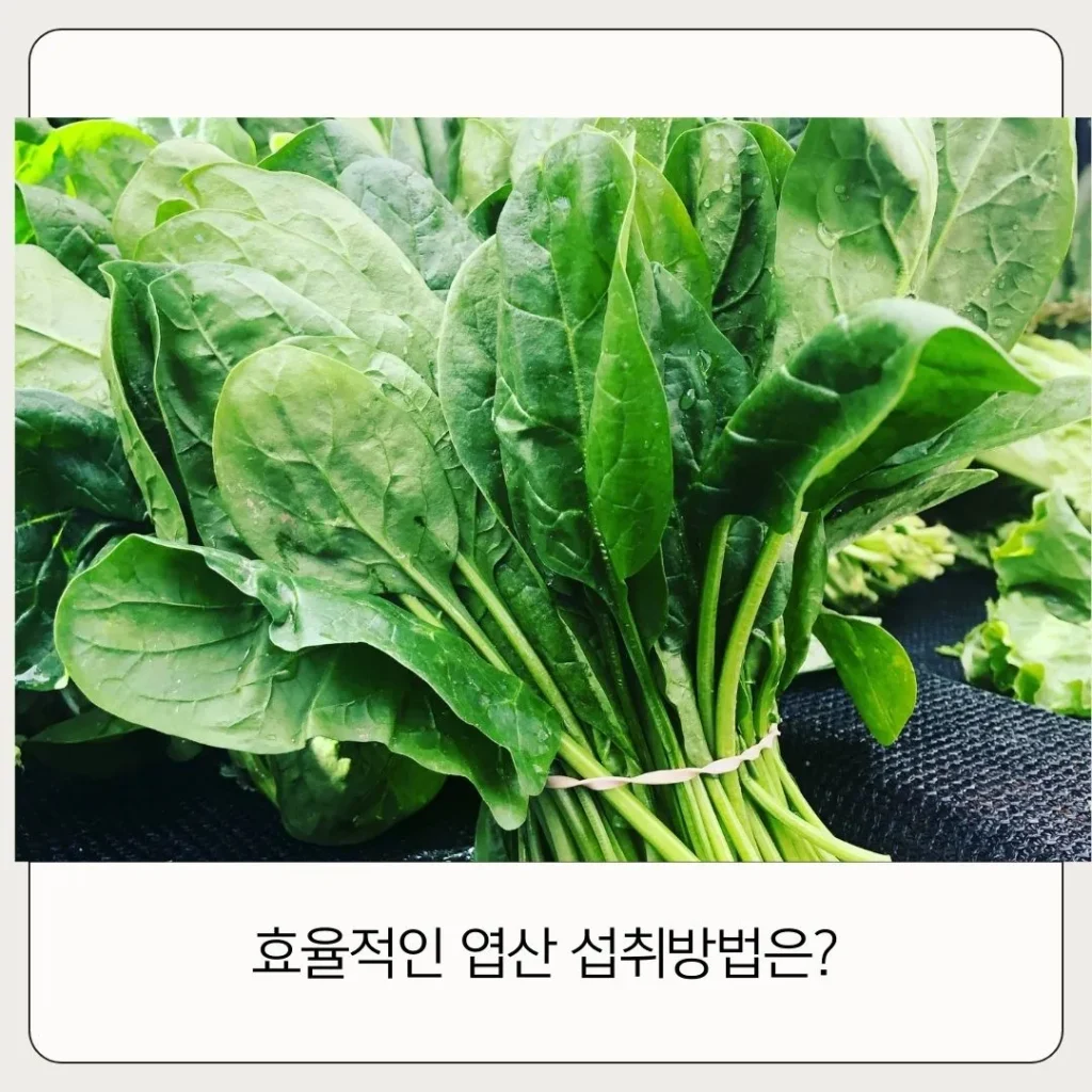 남성 엽산 영양소