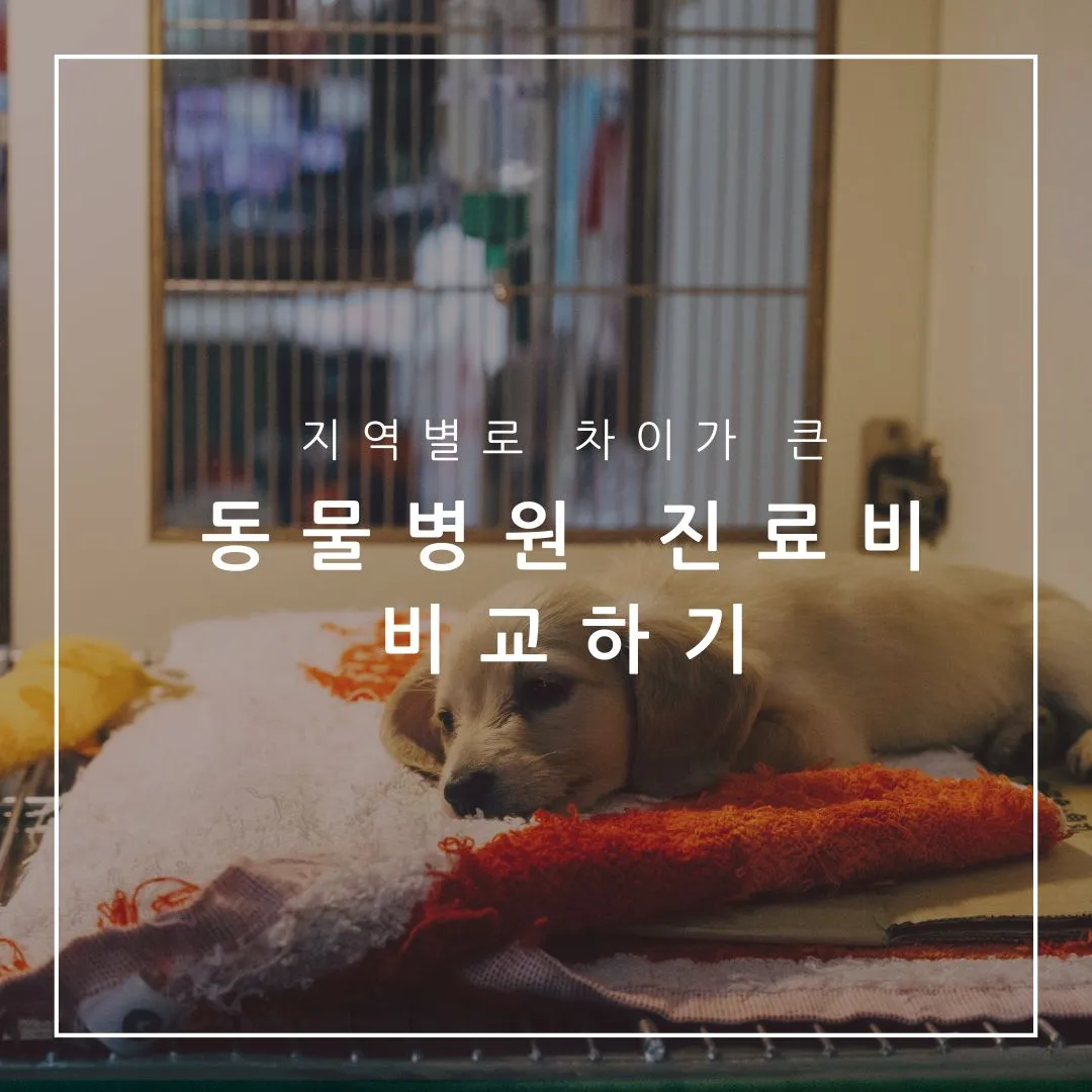 동물병원-진료비