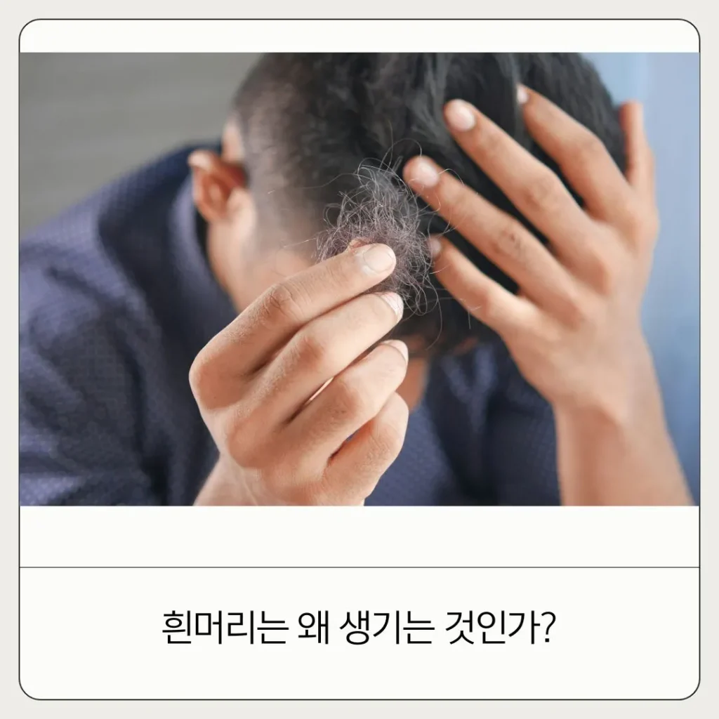 새치에 대한 모든 것! 새치가 다시 검은머리가 될 수 있나요?