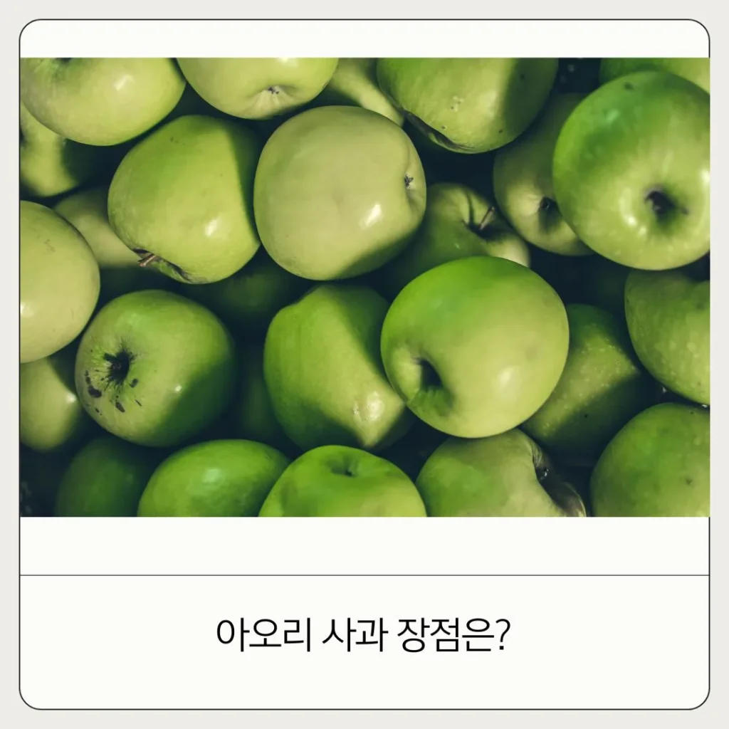 아오리 사과 제철