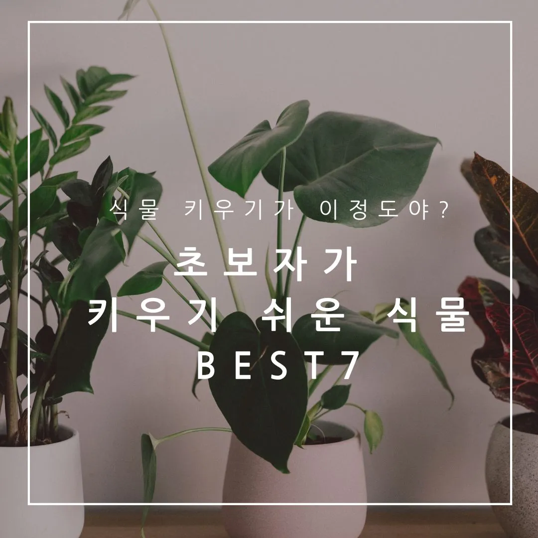 초보가 키우기 쉬운 식물